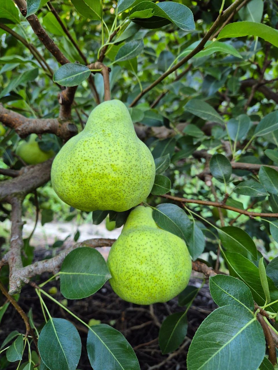 Pears on the branch in a Western Cape orchard