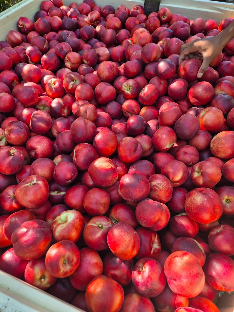 Crate of freshly picked nectarines
